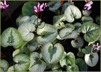 C.coum BSBE 518 form2 image